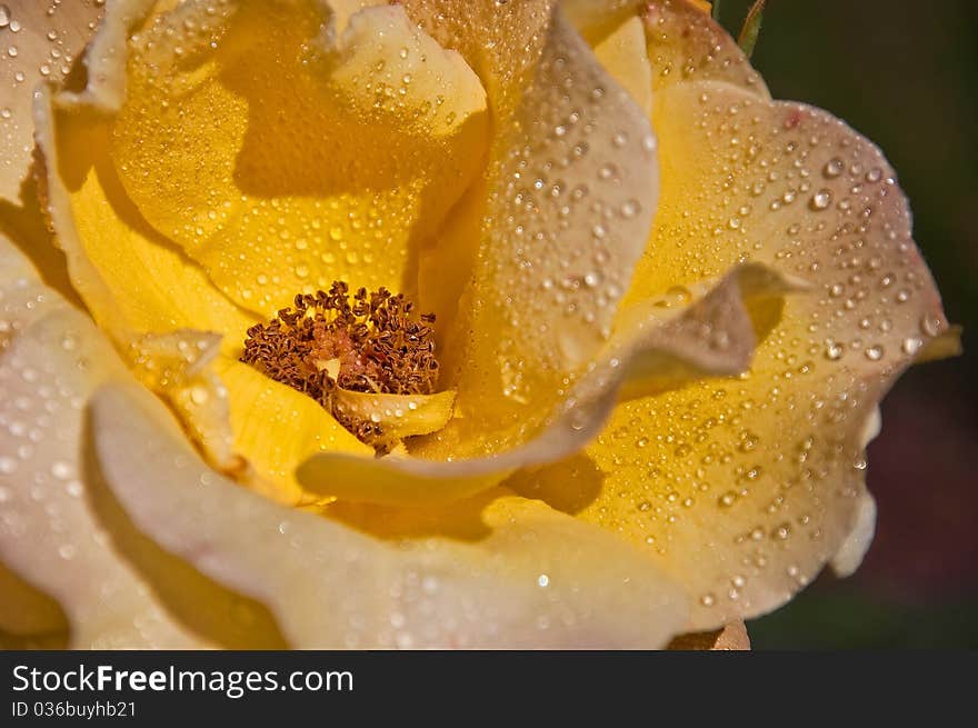 This macro flower is raindrops on an open yellow and peach colored rose. This macro flower is raindrops on an open yellow and peach colored rose.