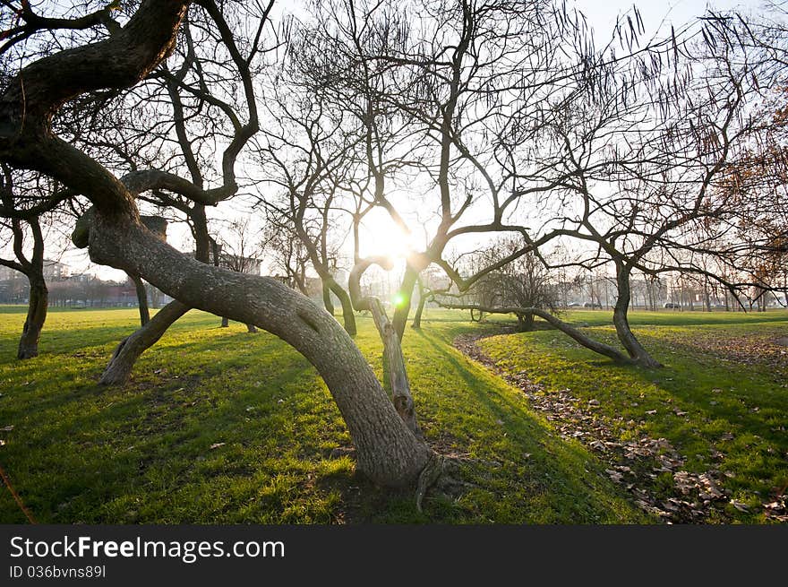 Winter green park with trees, dry leaves and people walking