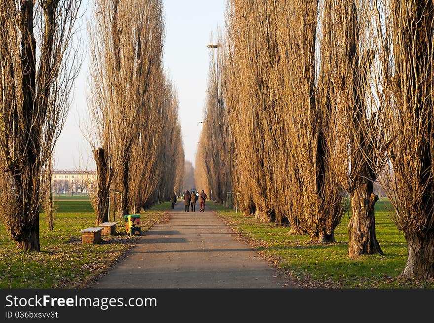 Winter green park with trees, dry leaves