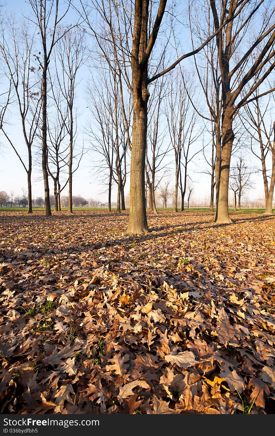 Winter green park with trees, dry leaves