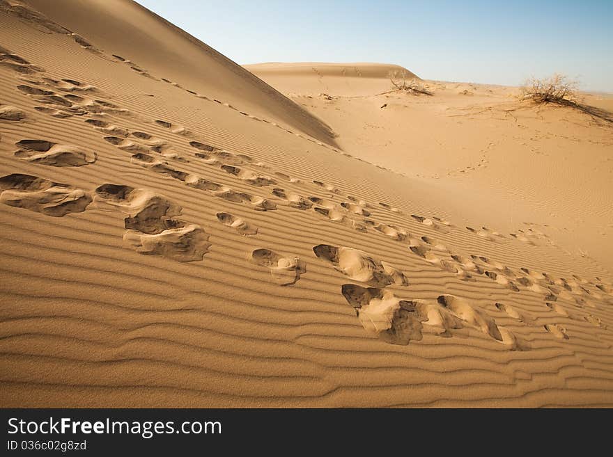 Dune on the dry desert. Dune on the dry desert.