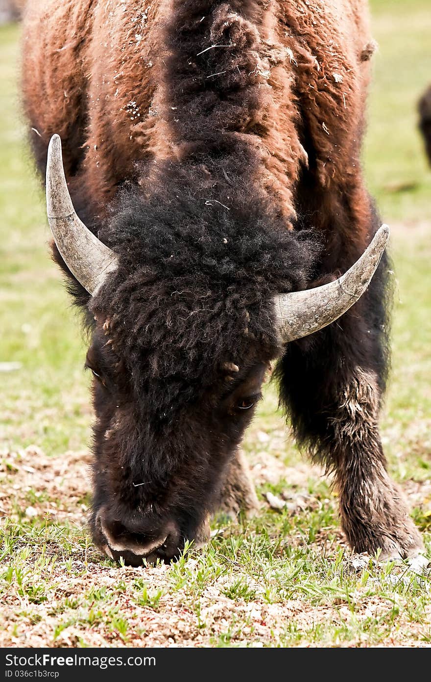 An American Bison in National Park Yellowstone.