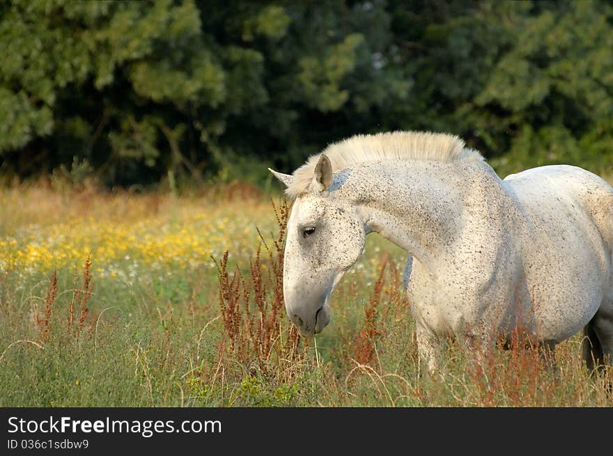 White horse feeding at pasture with flowers. White horse feeding at pasture with flowers