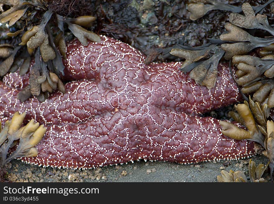 Starfish Surround