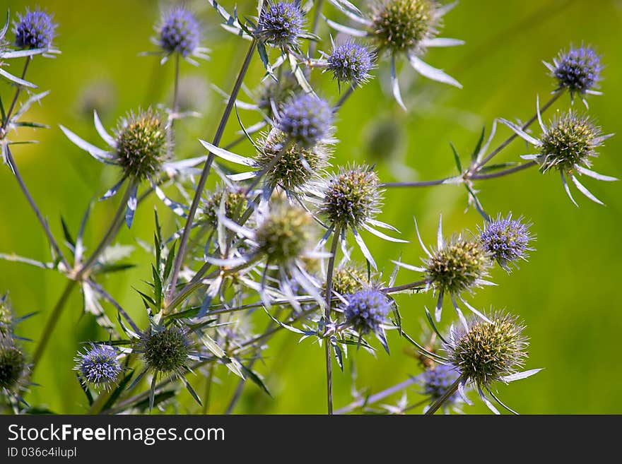 Wildflowers