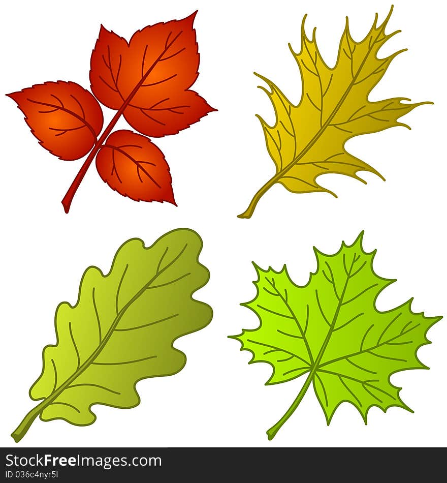 Leaves of plants, set