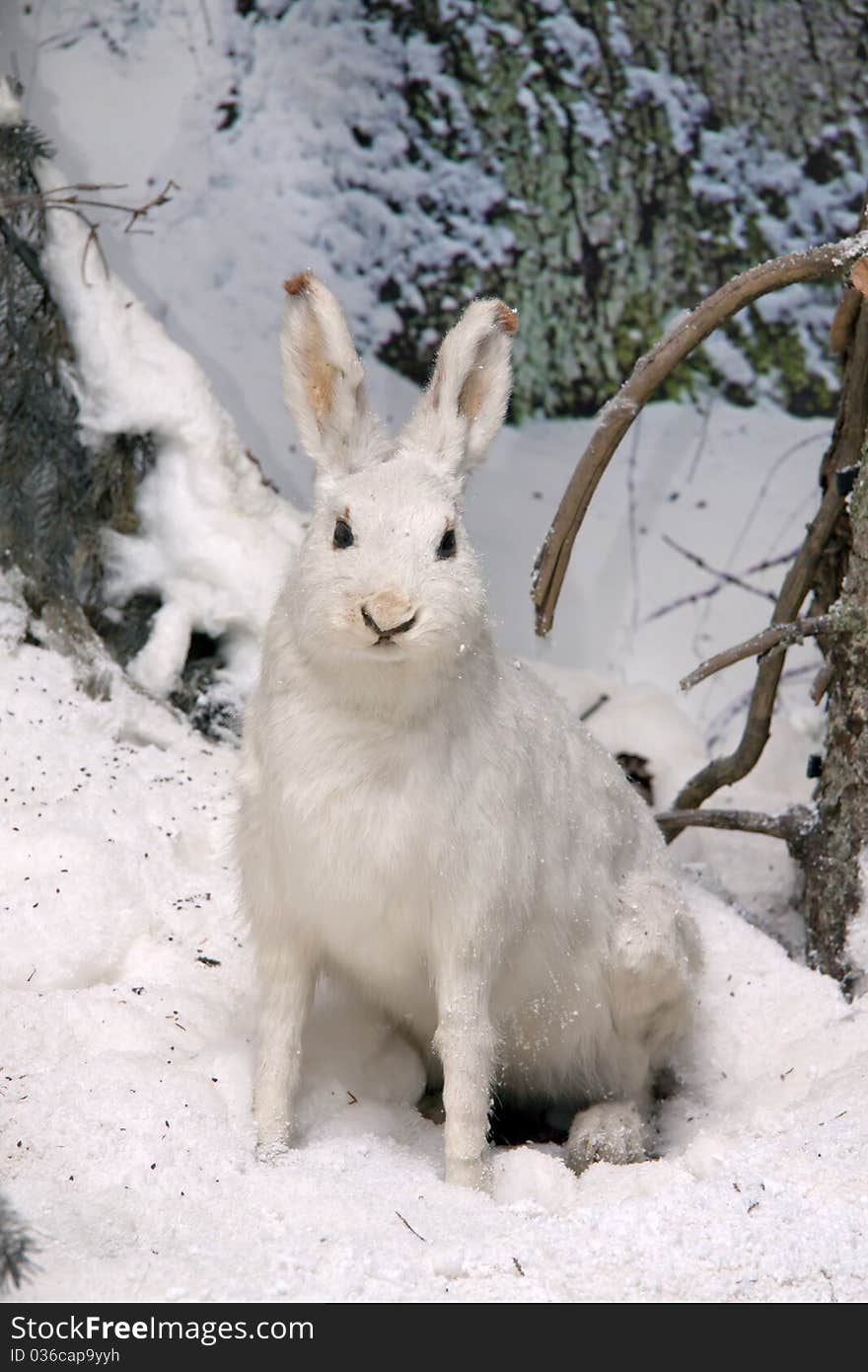 Hare In Winter Wood