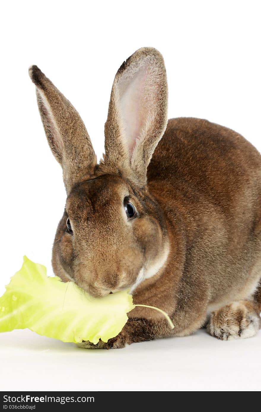 Rabbit eating cabbage on white