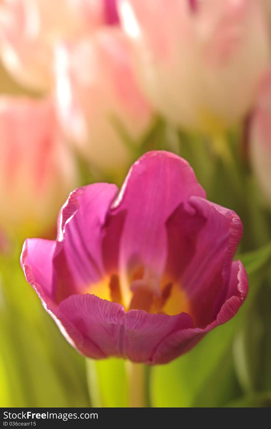 Tulips in the sunlight