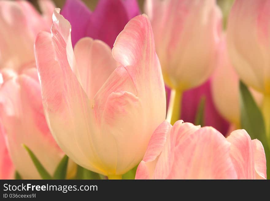 Tulips in the sunlight