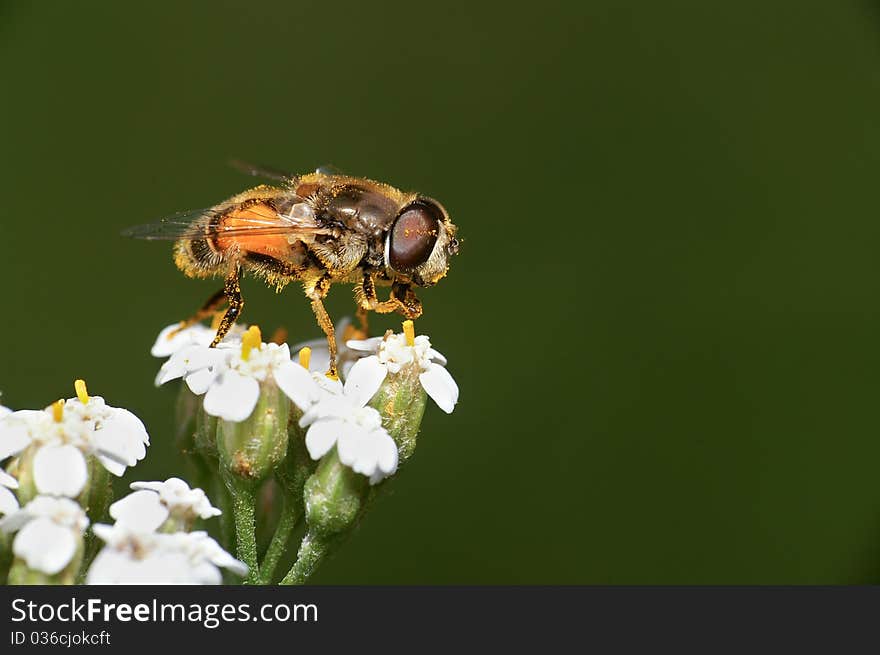 Episyrphus Balteatus