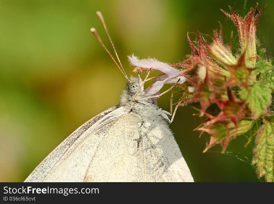 Butterfly Pieris napi