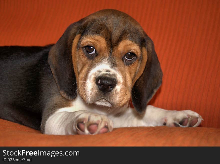 Portrait of beagle puppy on a red background. Portrait of beagle puppy on a red background.