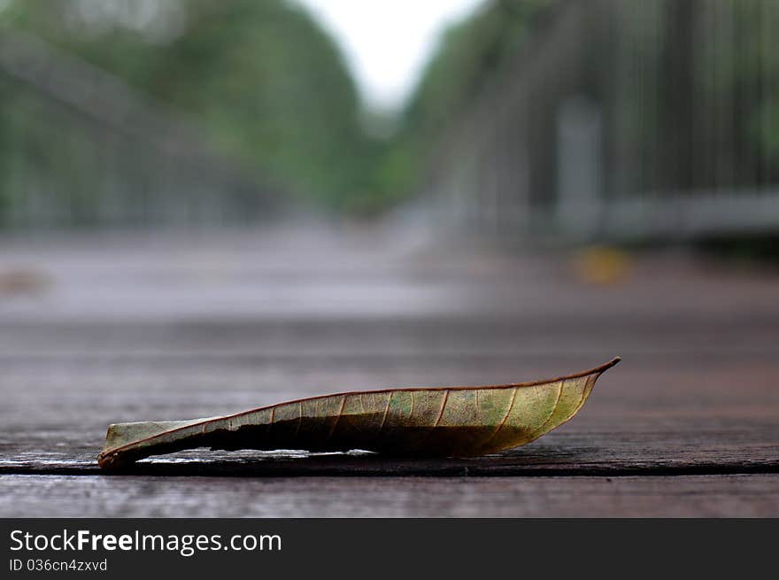 Withered Leaf