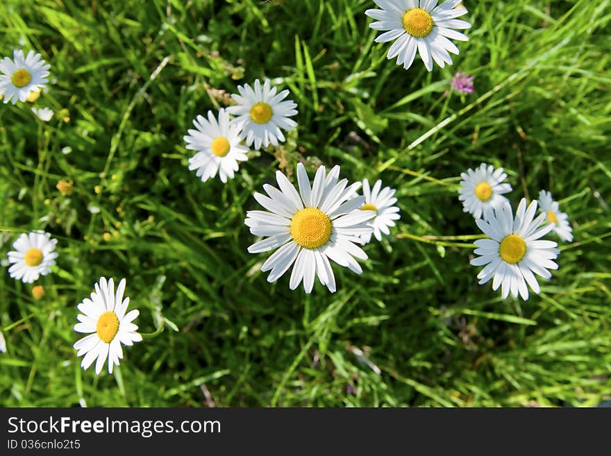 Daisy flowers taken from above