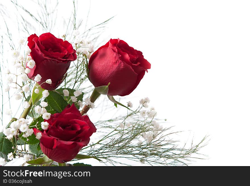 Red roses with space on white