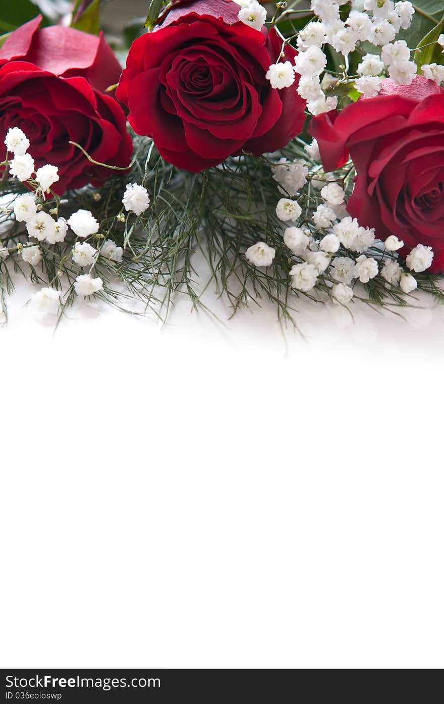 Red roses with space on white