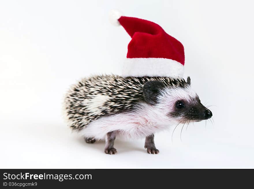 Christmas hedgehog with hat on the white background