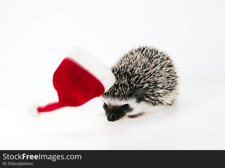 Christmas hedgehog with hat on the white background