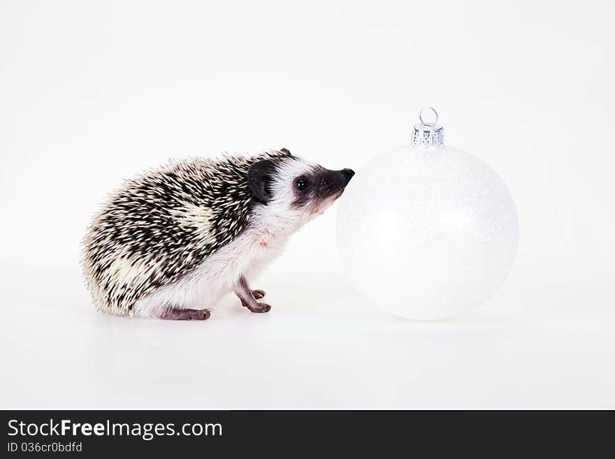 Christmas hedgehog with xmas hat