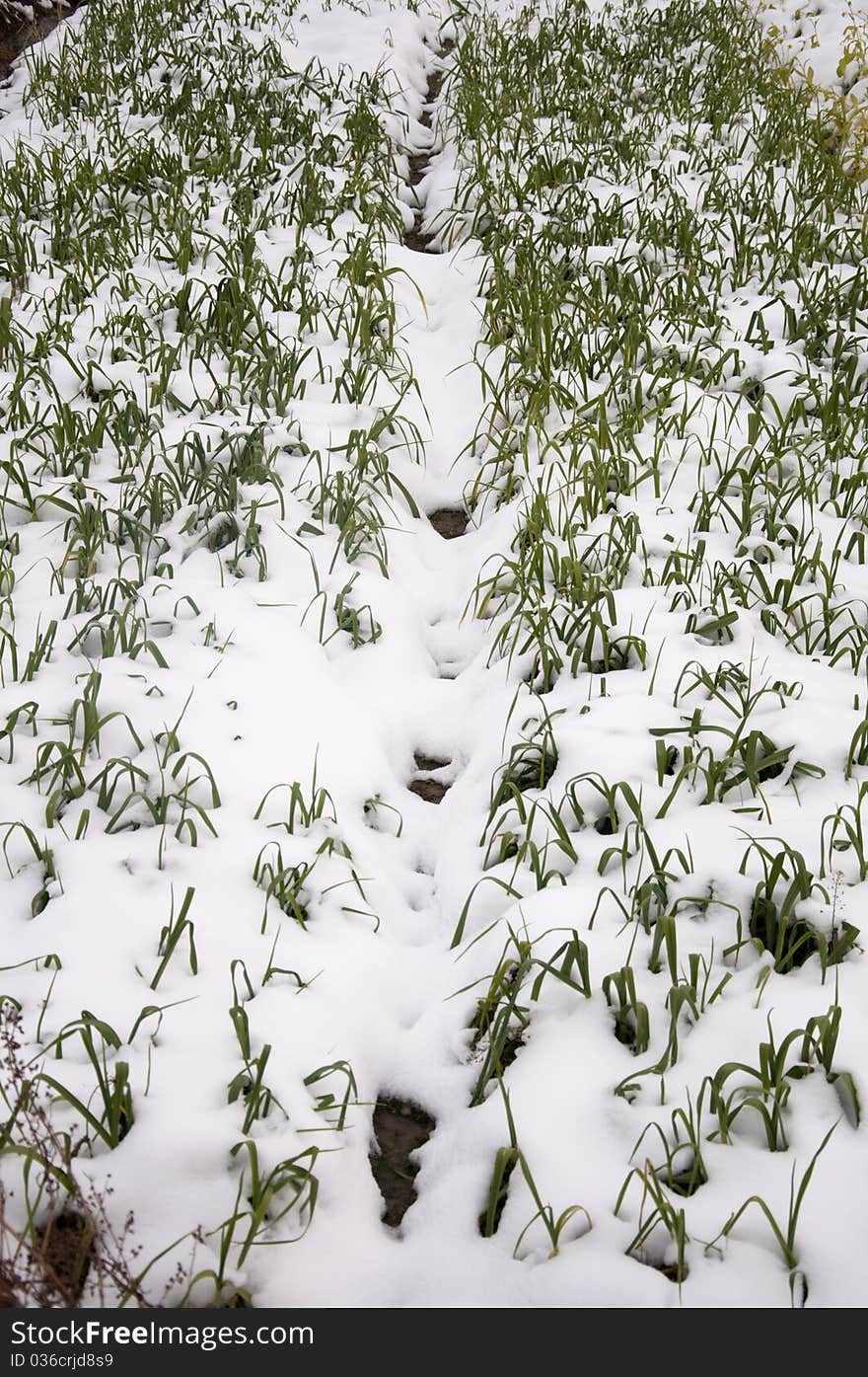 Snow-covered farmland