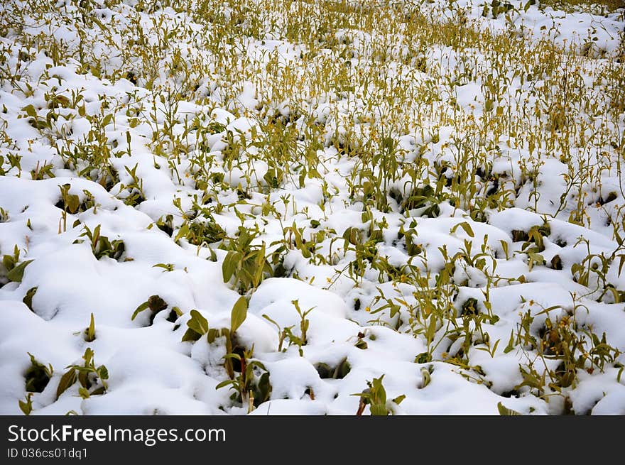 Snow-covered farmland