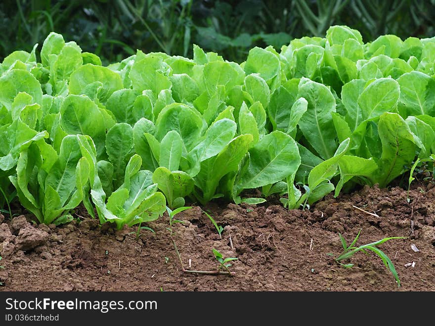 Green nature Chinese cabbage field