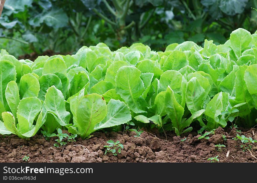 Green nature Chinese cabbage field