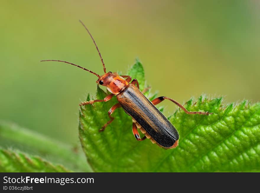 A beetle is resting on a leaf