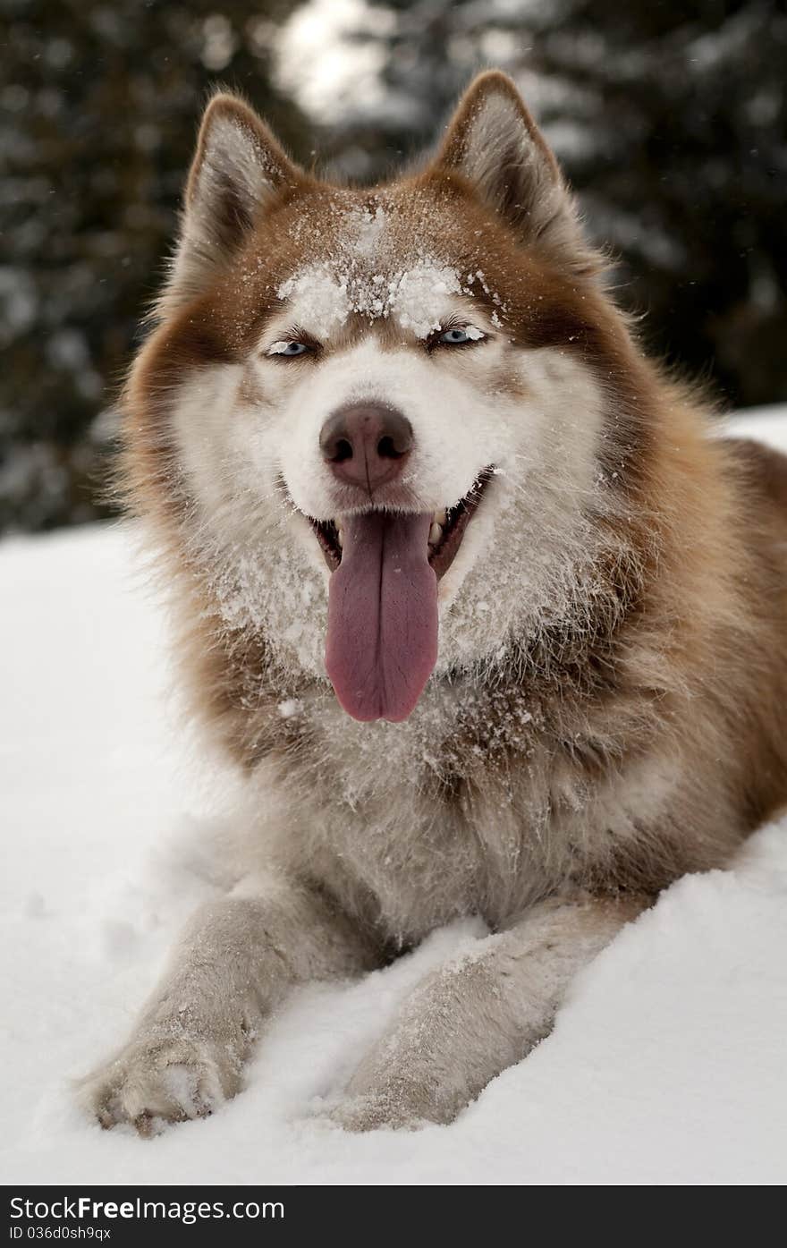 Siberian Husky resting on the snow in the forest.