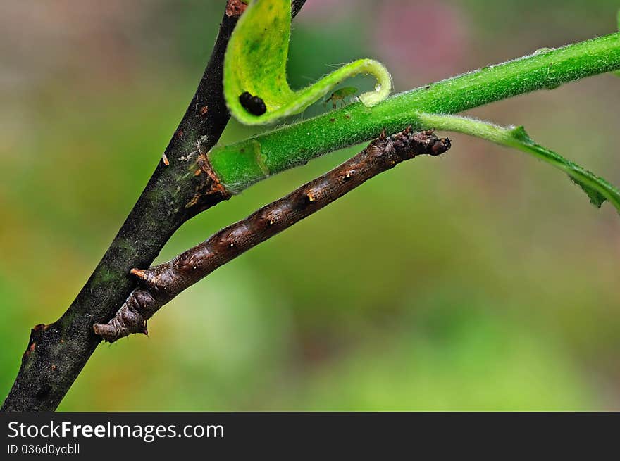 A caterpillar is resting on a plant