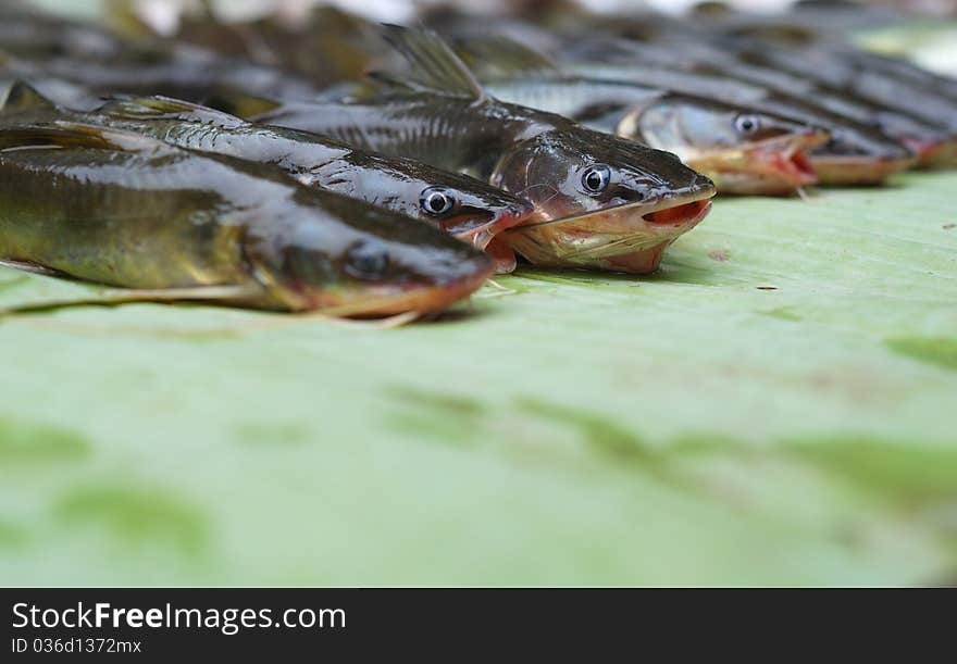 Bagrid Catfish for Sale in Market. Bagrid Catfish for Sale in Market