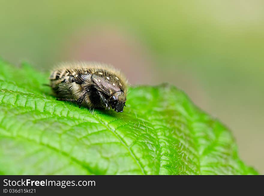 A beetle is resting on a leaf