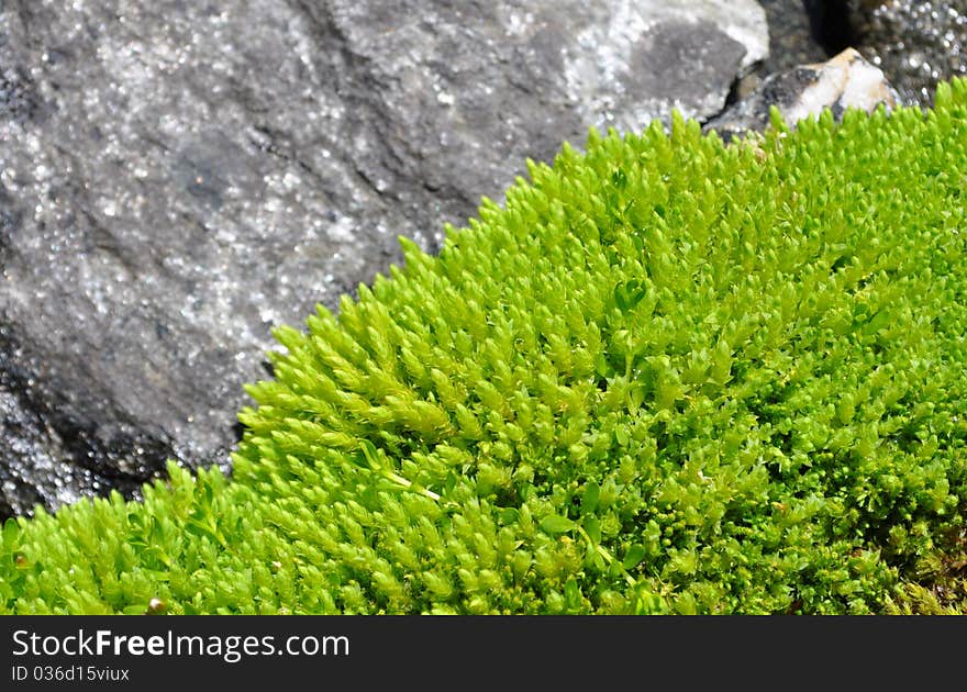 Light green moss on high altitude