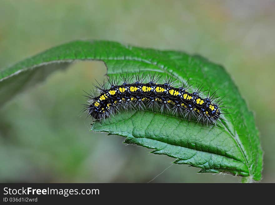 A caterpillar is resting on a leaf