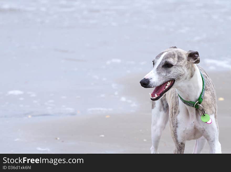 Beautiful Whippet On Shore With Copy Space