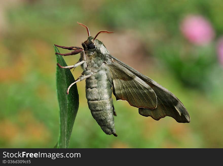 A moth is resting on a leaf