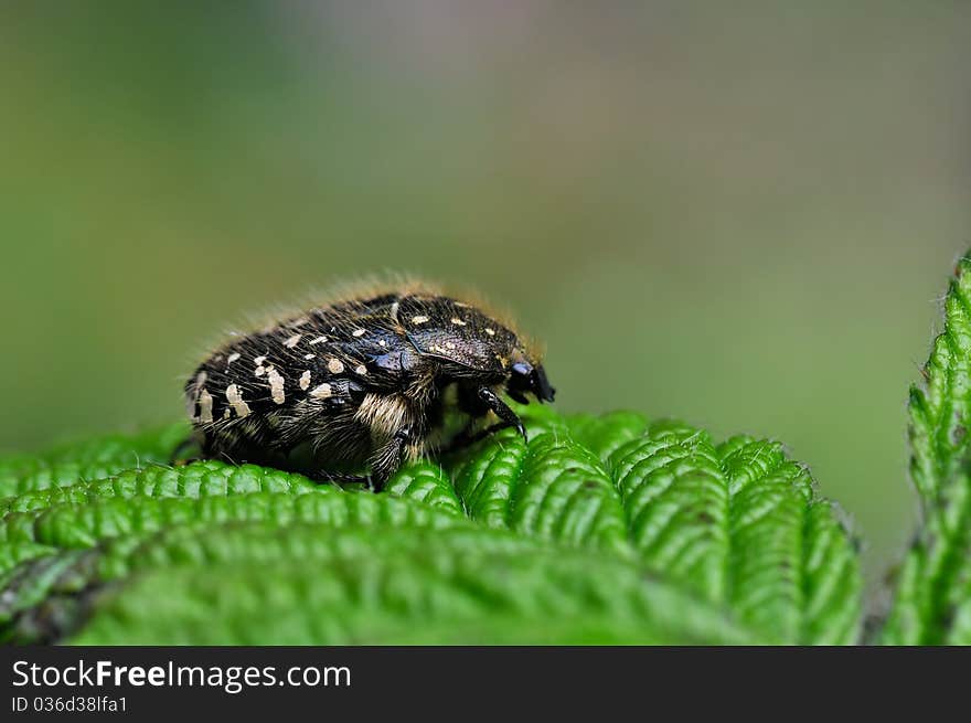 A beetle is resting on a leaf