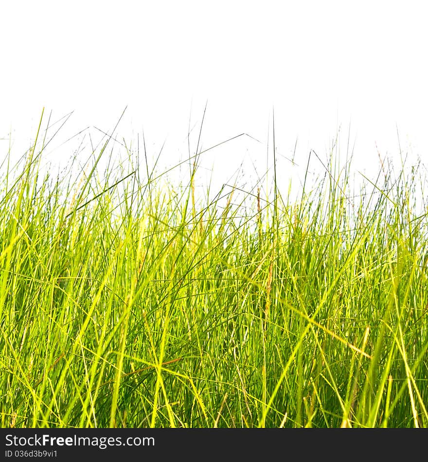 Grass in autumn, alone and romance atmosphere