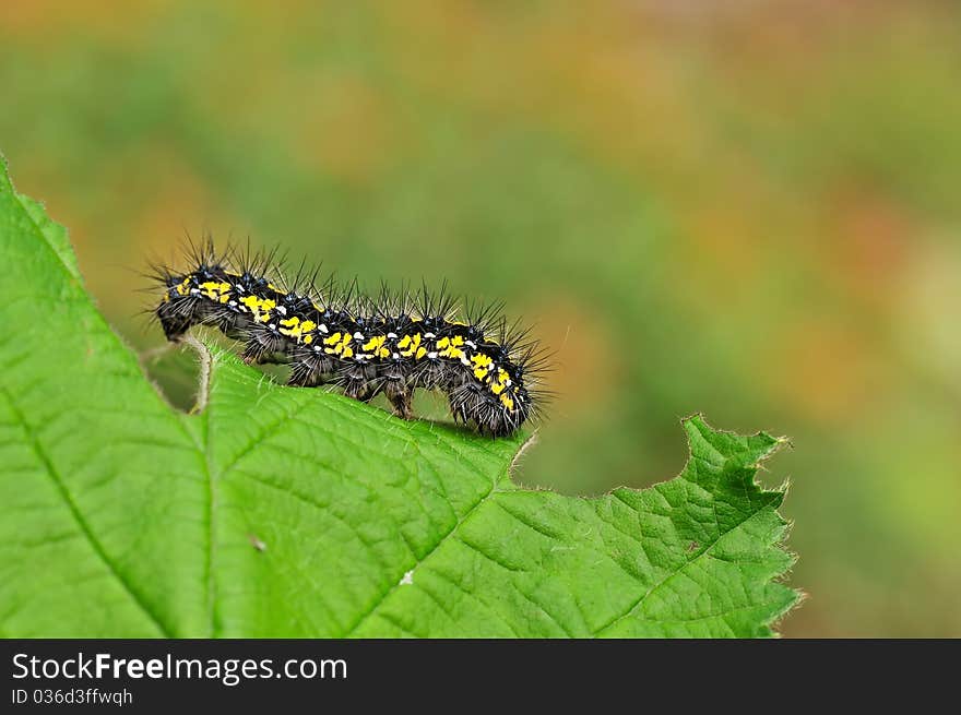 A caterpillar is resting on a leaf