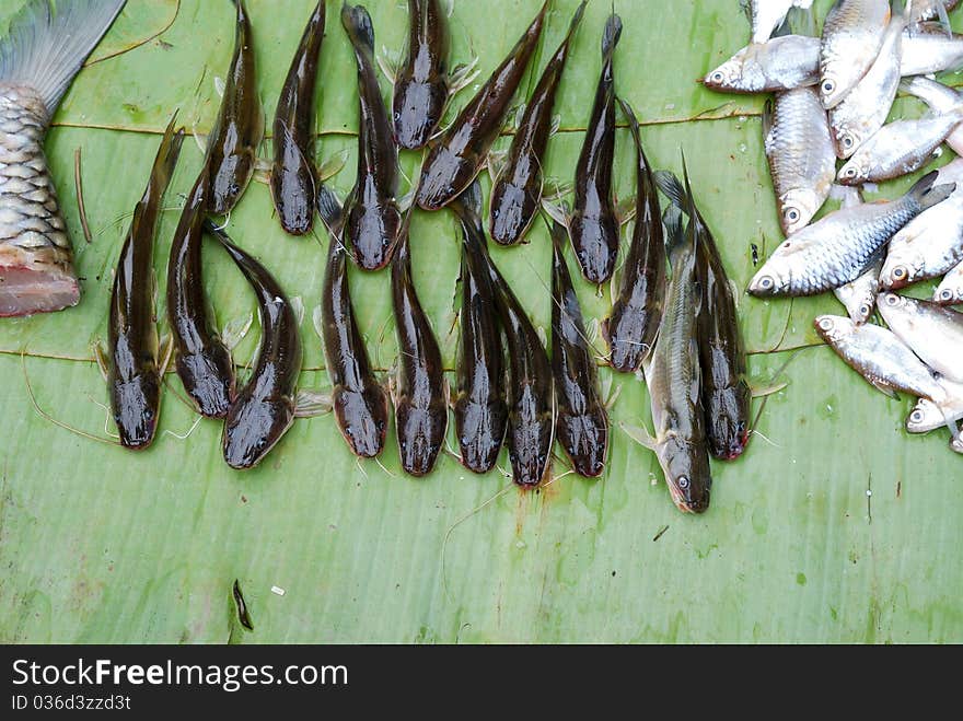 Bagrid Catfish for Sale in Market. Bagrid Catfish for Sale in Market