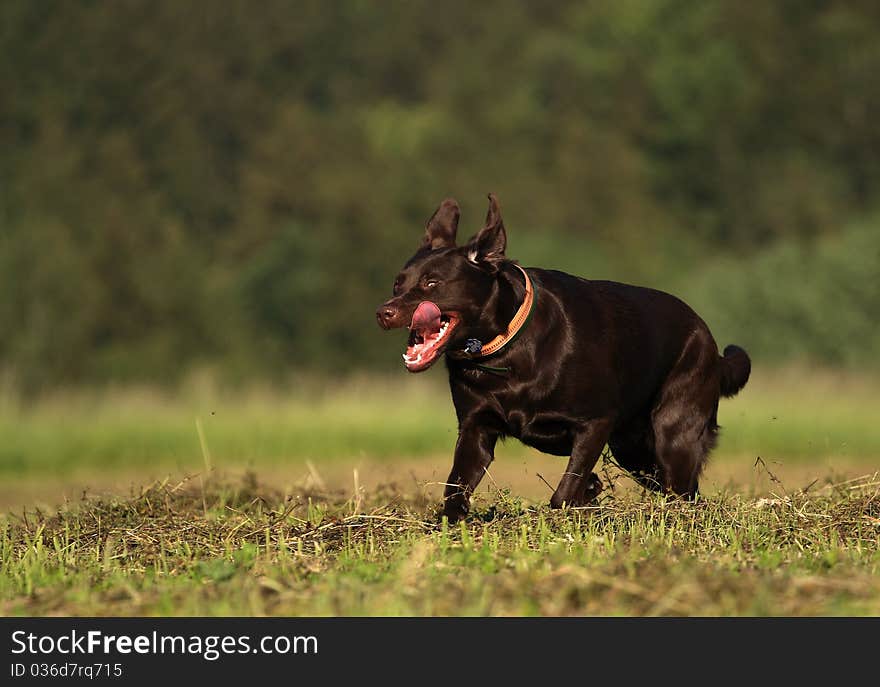 Black dog runs to retrieve it and the Tongue sticking out in a beautiful sunny day in the meadow