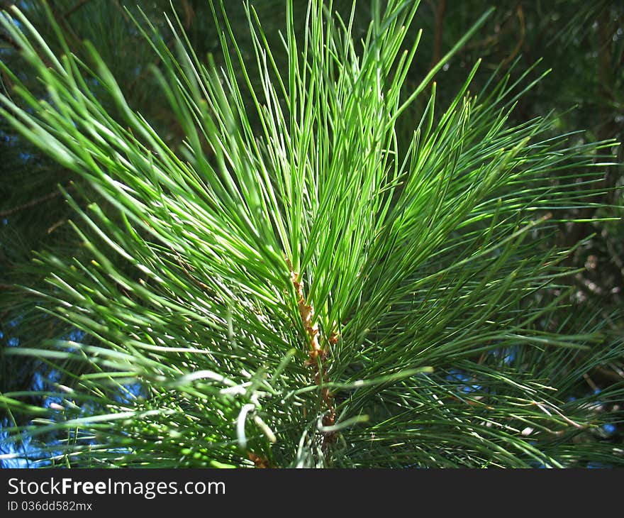 This is green branch of fir. Close up