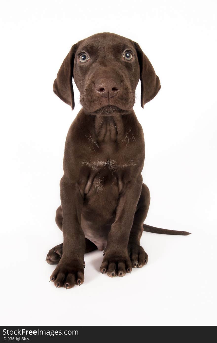 German shorthaired pointer