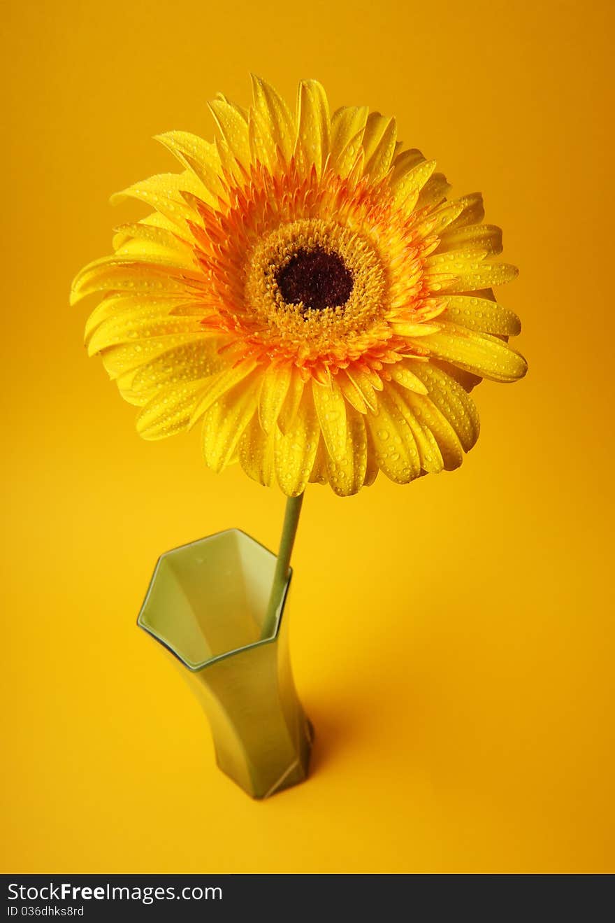 Yellow gerbera standing in green vase on yellow background