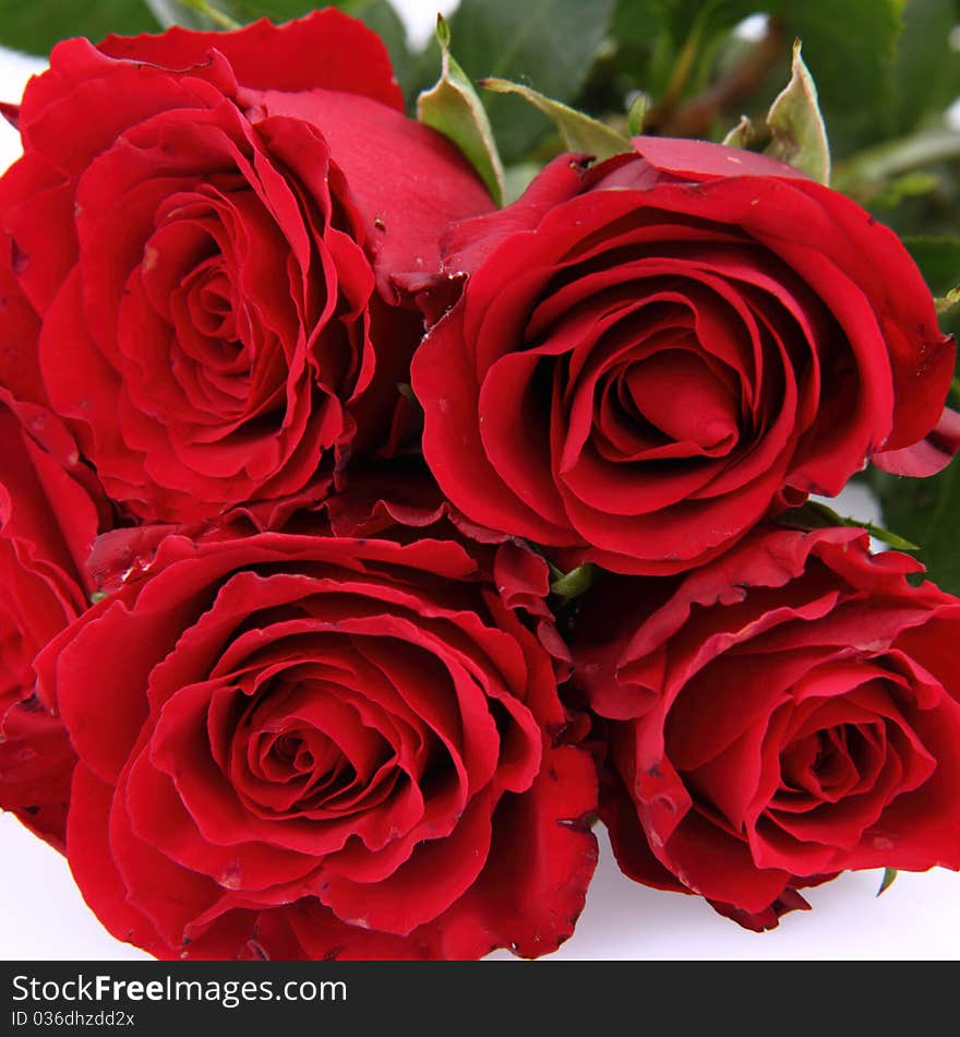 Bouquet of red roses on white background. Bouquet of red roses on white background