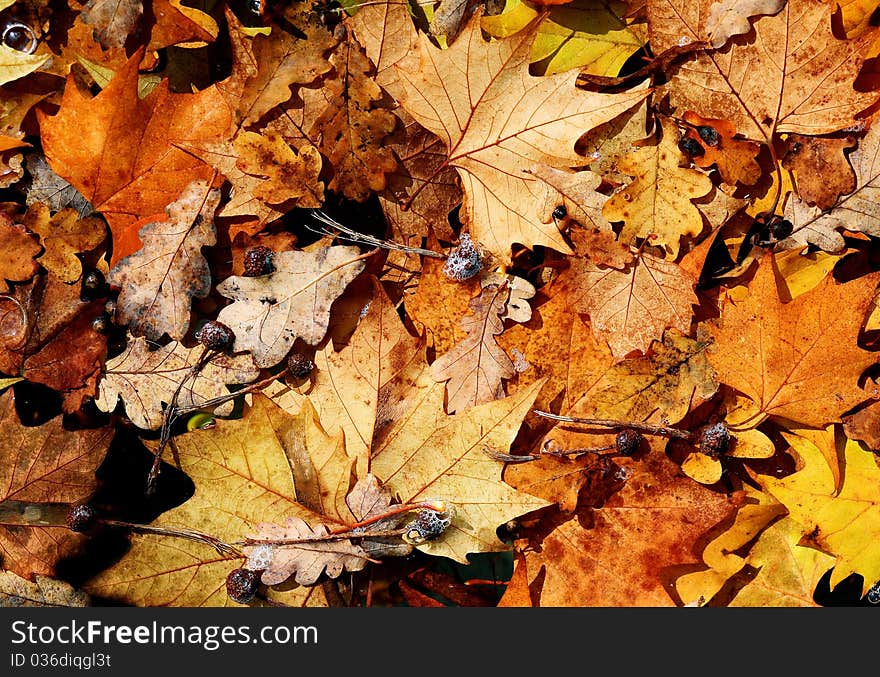 Different colorful autumn leaves background. Different colorful autumn leaves background