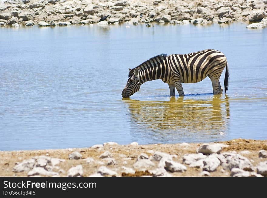 Zebra drinking at waterhole in Etosha national park