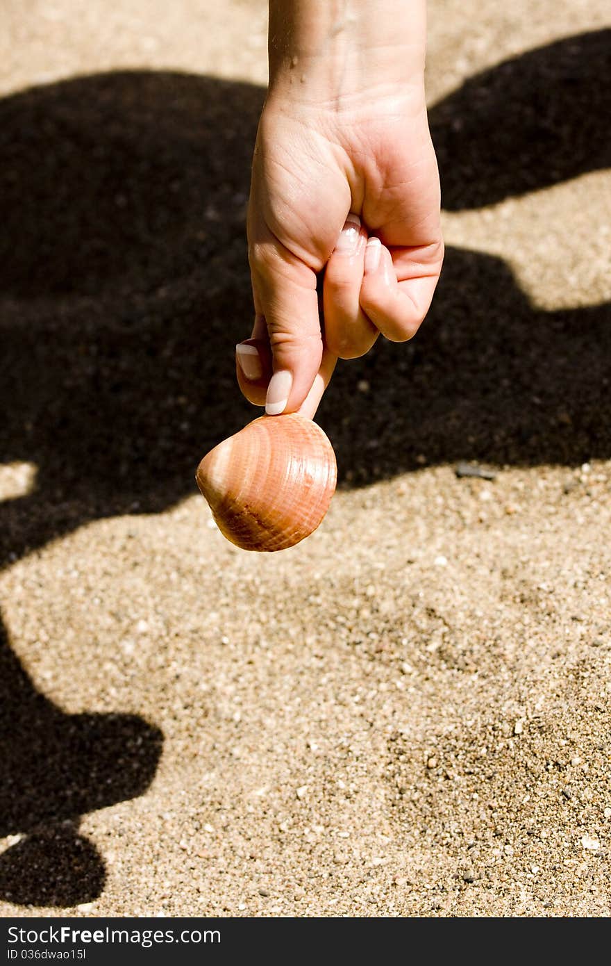 Sea shell in woman's hand. Sea shell in woman's hand