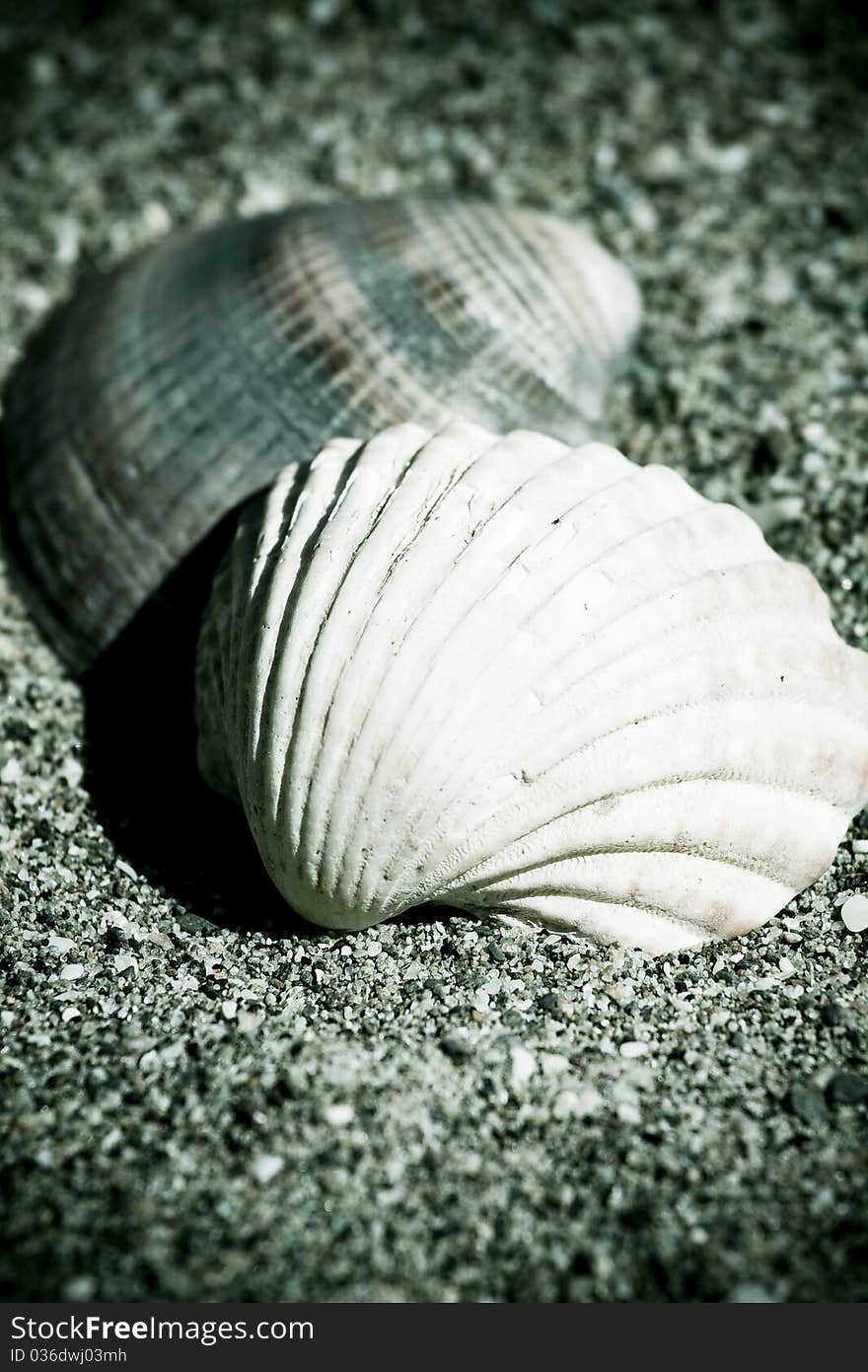 Vintage shells on the sand